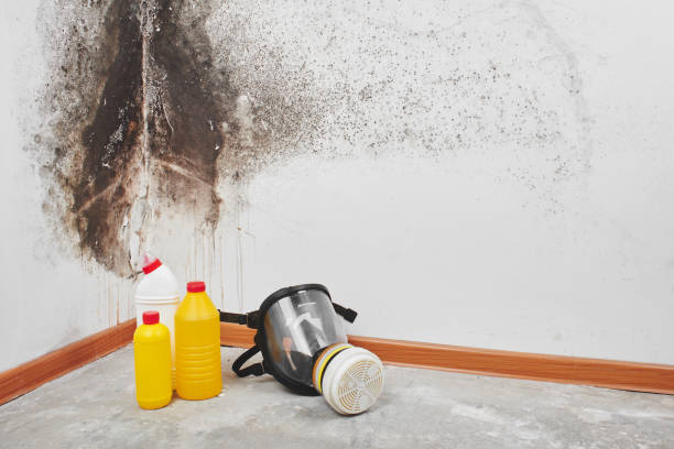 Best Toxic Mold Removal  in Cross Mountain, TX