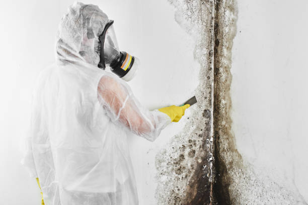 Best Residential Mold Removal  in Cross Mountain, TX