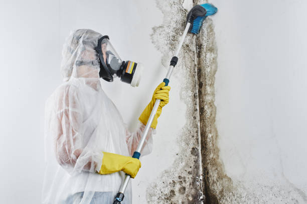 Best Fast Mold Removal  in Cross Mountain, TX