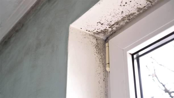 Professional Mold Removal in Cross Mountain, TX