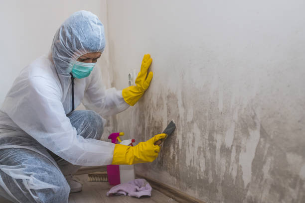 Best Crawl Space Mold Removal  in Cross Mountain, TX