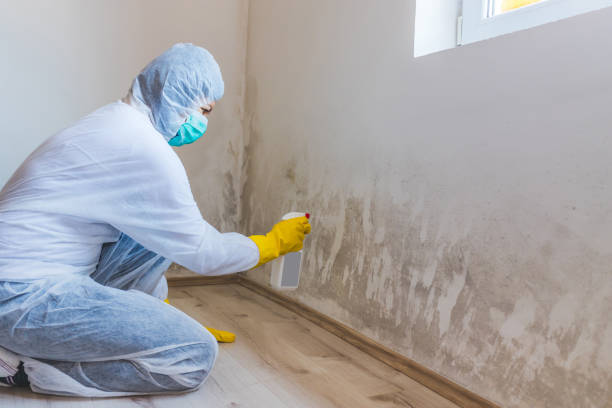 Best Mold Damage Repair  in Cross Mountain, TX