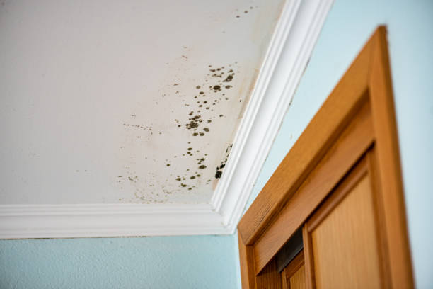Certified Mold Removal in Cross Mountain, TX