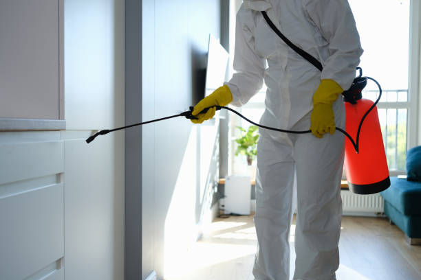 Best Same-Day Mold Removal  in Cross Mountain, TX
