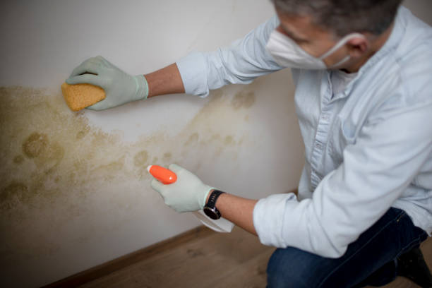 Best Mold Removal Company Near Me  in Cross Mountain, TX