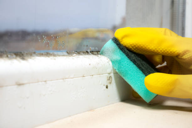 Best Professional Mold Removal  in Cross Mountain, TX