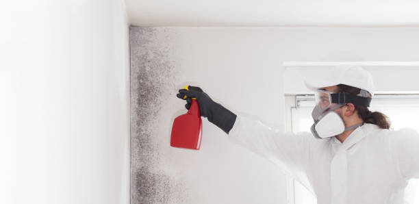 Best Mold Damage Repair  in Cross Mountain, TX