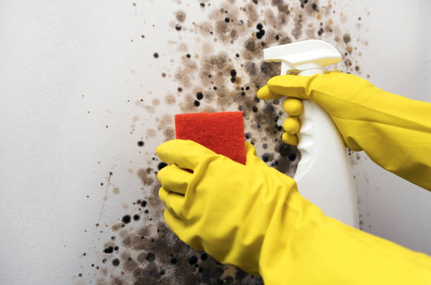 Best Mold Removal Near Me  in Cross Mountain, TX