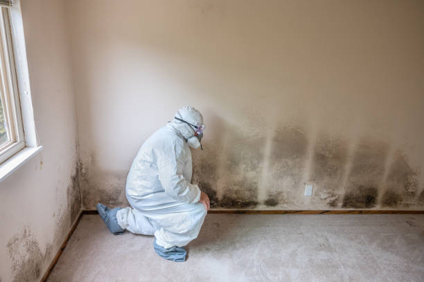 Mold Testing and Removal in Cross Mountain, TX