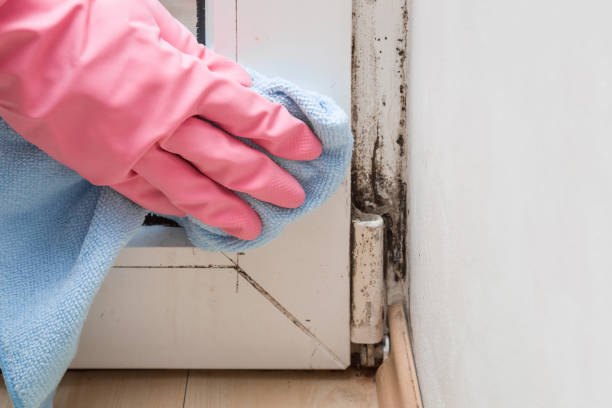 Best Mold Testing  in Cross Mountain, TX