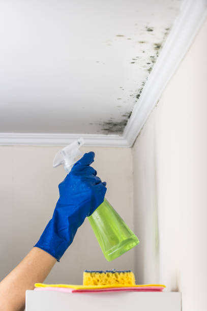 Best Affordable Mold Removal  in Cross Mountain, TX